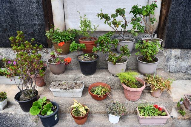処分したい植木鉢